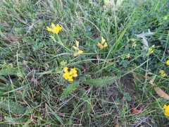 Medicago falcata