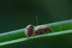 Bruchini