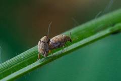 Bruchini