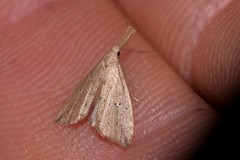 Trigonistis demonias