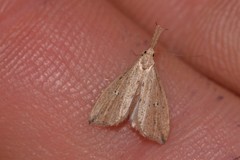 Trigonistis demonias