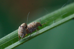 Bruchini