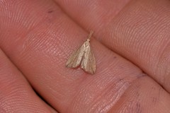 Trigonistis demonias