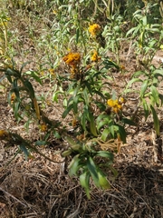 Tagetes lucida