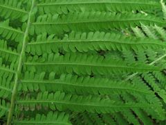 Matteuccia struthiopteris