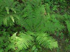 Matteuccia struthiopteris