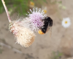 Bombus lapidarius