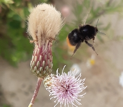 Bombus lapidarius