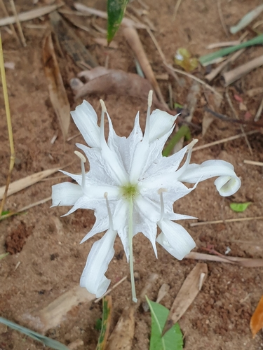 Pancratium zeylanicum, photograph 6