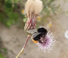 Bombus lapidarius