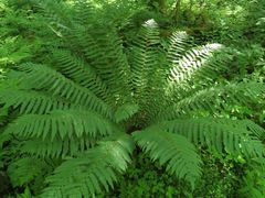 Dryopteris crassirhizoma