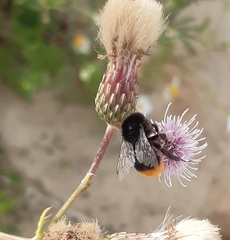 Bombus lapidarius
