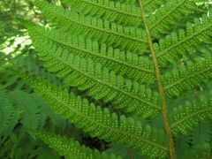 Dryopteris crassirhizoma