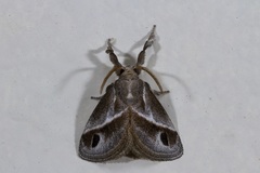 Deltoptera iphia