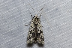 Ethioterpia lichenea