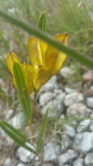 Dioscorea hexagona