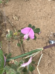 Ononis spinosa procurrens