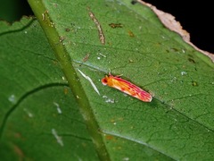 Leptaleocera
