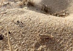 Sphingonotus imitans
