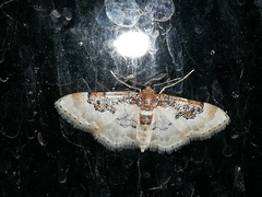 Idaea mustelata