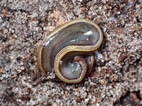 two-tone planarian, Sandringham VIC, Australia, photo 8 of 10