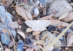 Isturgia catalaunaria