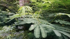 Zapoteca portoricensis