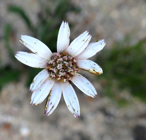 Image of Gerbera serrata by no rights reserved