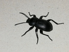 Scaurus uncinus