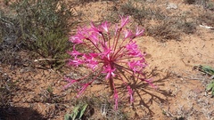 Brunsvigia gregaria