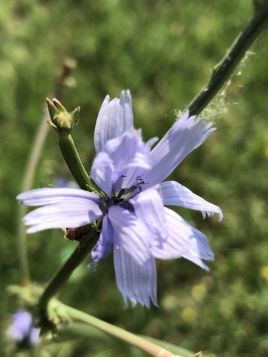 chicory
