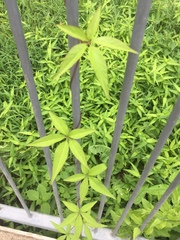 Ipomoea heptaphylla