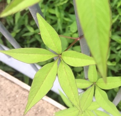 Ipomoea heptaphylla
