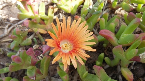 Hymenocyclus uitenhagensis 2