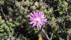 Drosanthemum fourcadei