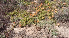 Malephora uitenhagensis
