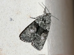 Bryophilinae