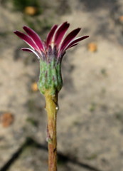 Gerbera serrata