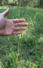Deschampsia