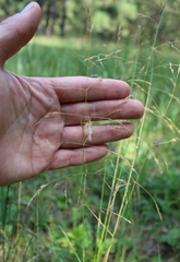 Deschampsia