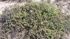 Drosanthemum fourcadei