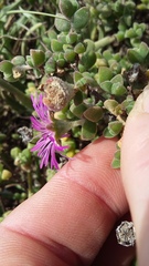 Drosanthemum fourcadei