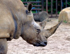 Rhinocerotidae
