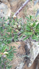 Prunus mongolica