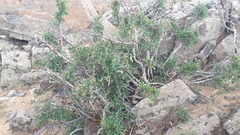 Prunus mongolica