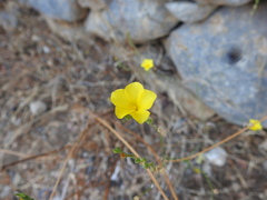 Linum trigynum