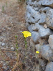 Linum trigynum