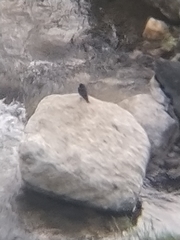 Phoenicurus fuliginosus