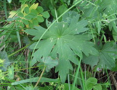 Delphinium megalanthum