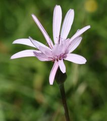 Scorzonera rosea